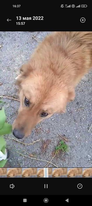 Помогите найти собачку Салтовка