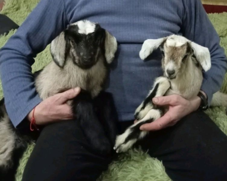 Породисті козенята, козлики ,козочки.козенята Гоща.породисті