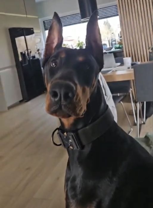 Doberman szczeniak