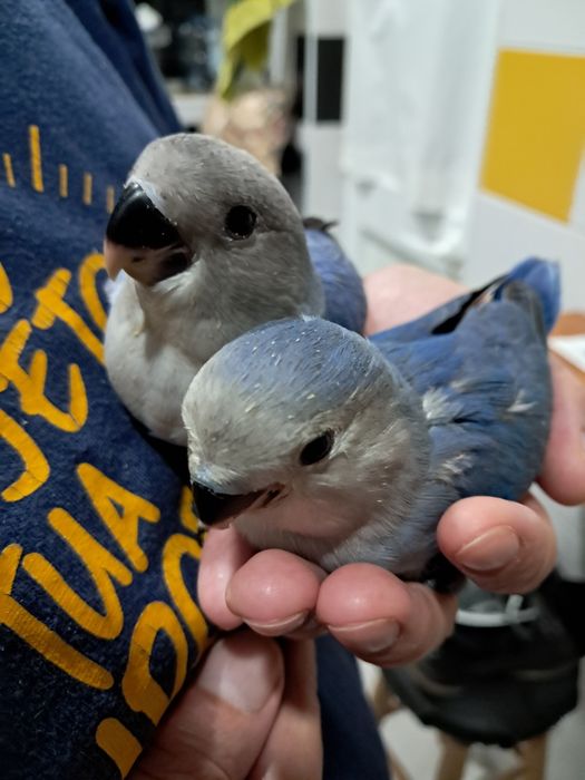 Agapornis roseicollis criados á mão