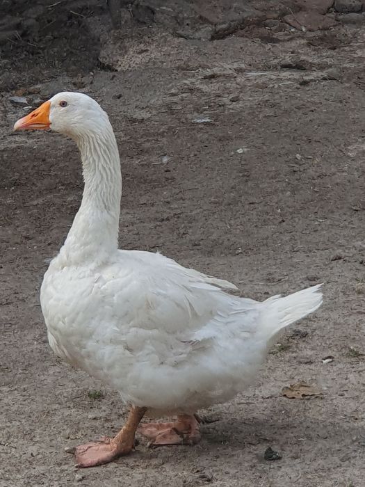 Sprzedam gęsi białe, karmione zbożem