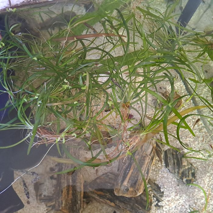 Rośliny akwariowe sagittaria subulata trawa