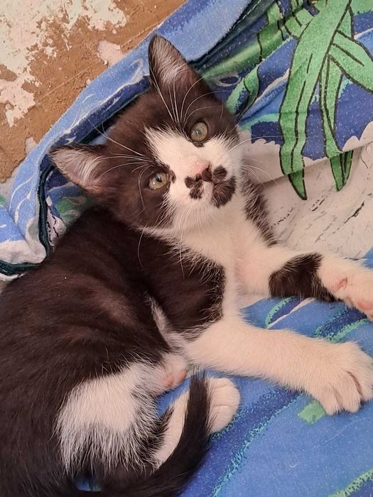 Котенок в добрые руки