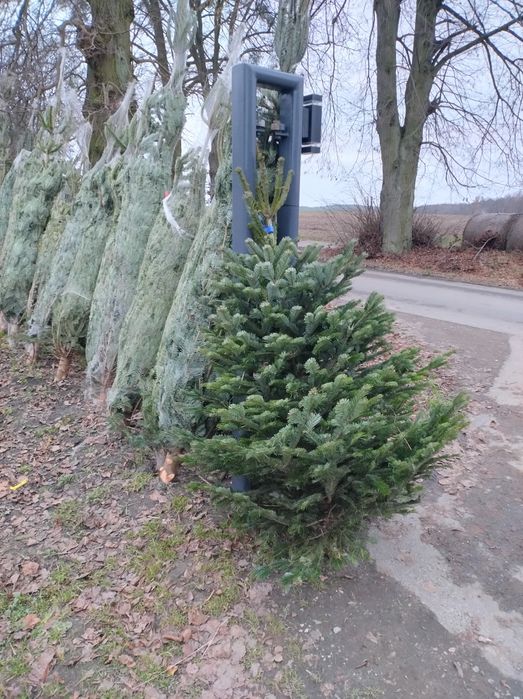 Choinki#jodła kaukaska#swierki w donicy .