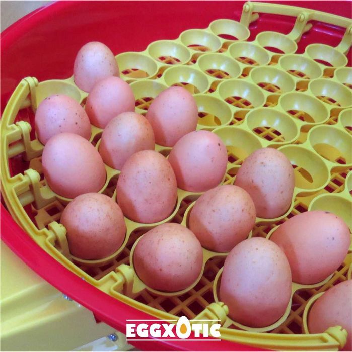 Chocadeira Automática - Galinhas, Aves Exóticas e Reptéis