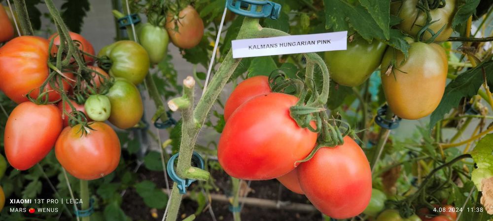 Pomidor Kalman’s Hungarian Pink