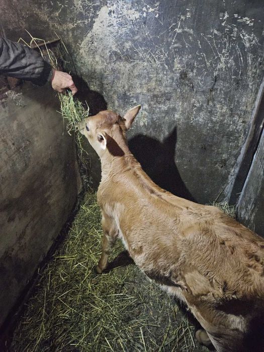 Бичок породи джерсей