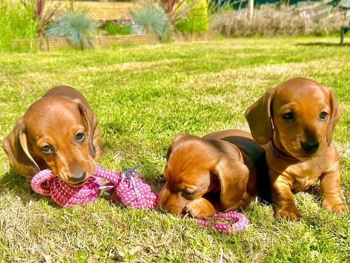 Таксята риженькі