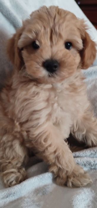 Maltipoo  pudel maltanczyk suczka juz Gotowa do odbioru