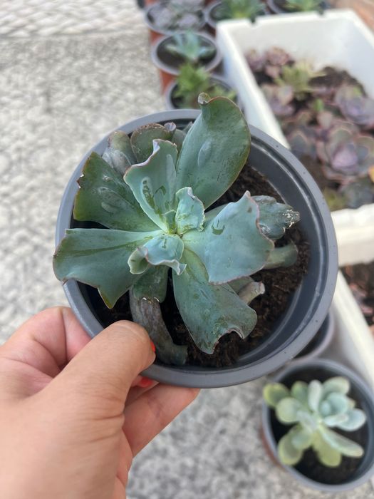 Suculentas diversas