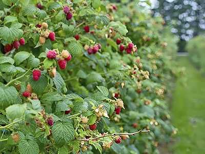 продам сажанці малини різних сортів