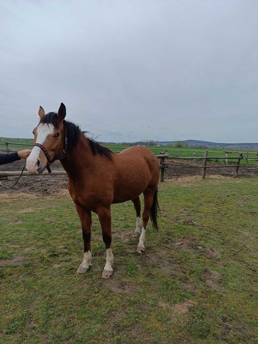 Wałach mieszanki małopolskiej z American Paint Horse