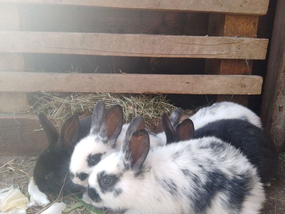 Продам молодих кроликів