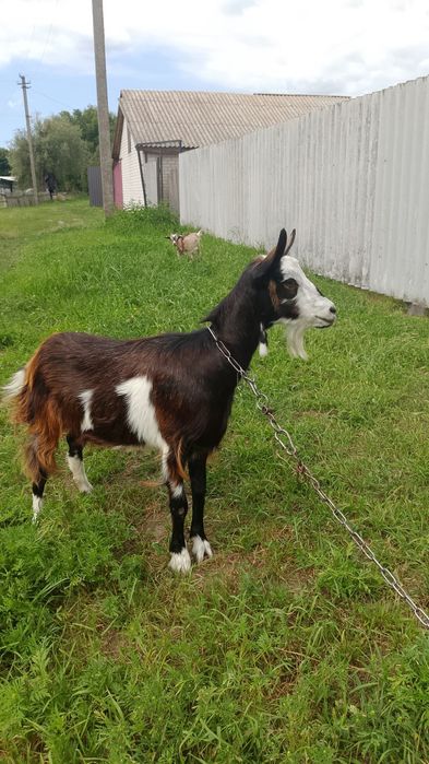 Молодая козочка коза