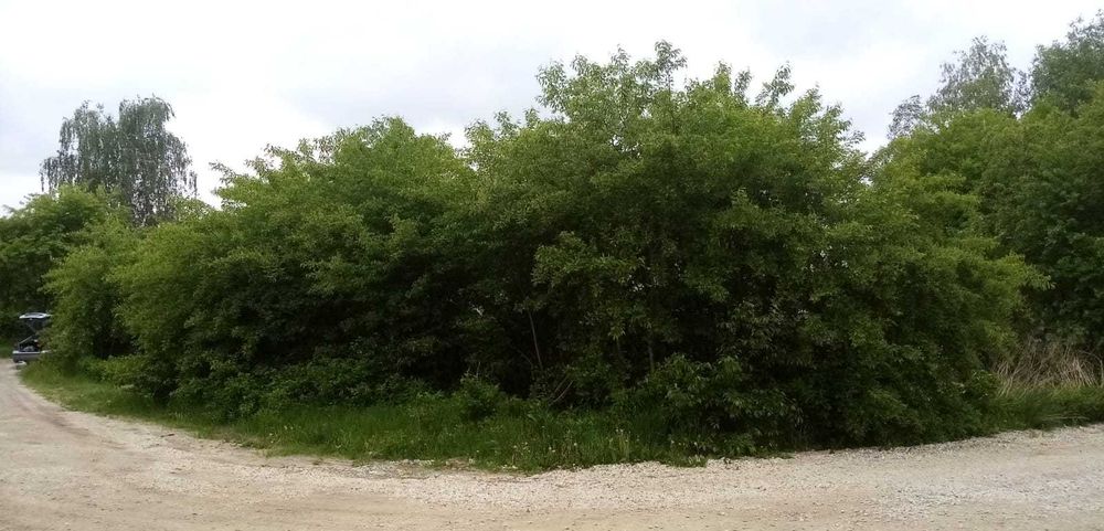 MULCZER LEŚNY oraz WGŁĘBNY wycinka drzew  Czyszczenie działki PILAR /