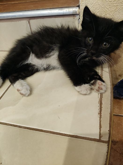 Віддам котиків з передової