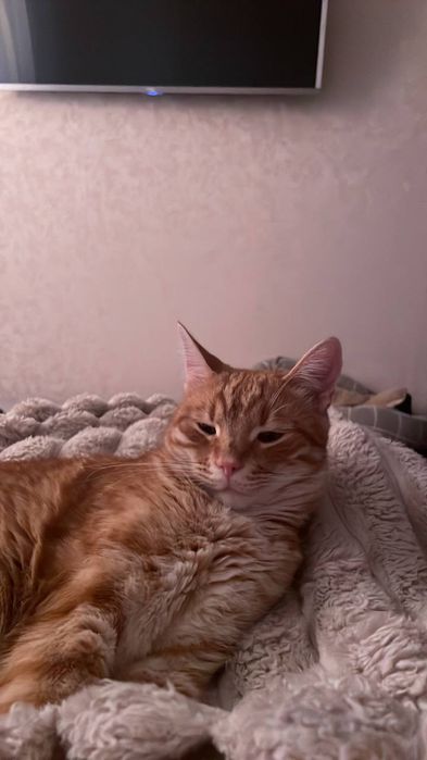 Отдам котика кастрированого