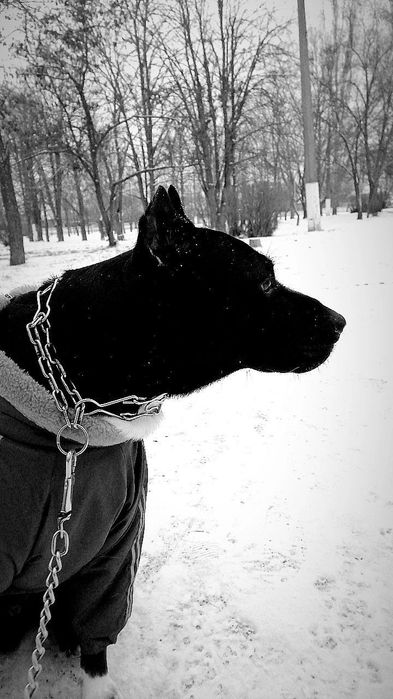 Стафф ищет девочку для вязки