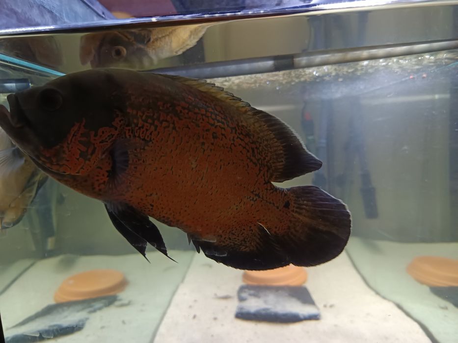 Casal Oscares 29/30cm (troca)