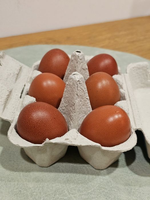 Galos Marans para mudar de capoeira