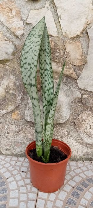 Espadas-de-São-Jorge