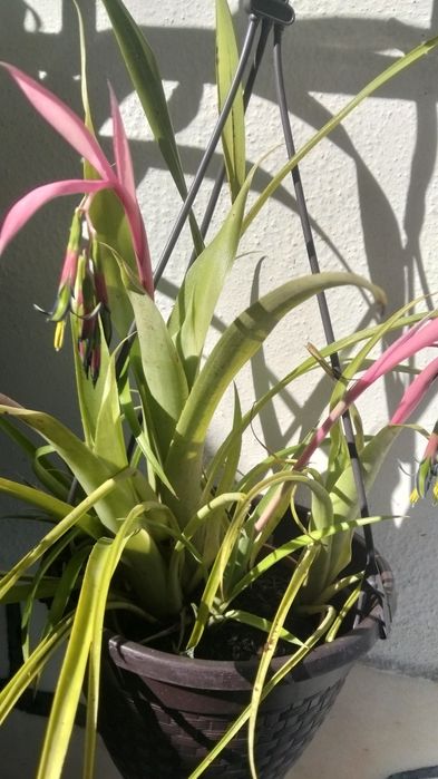 Mudas de Bromélias disponíveis em flor.