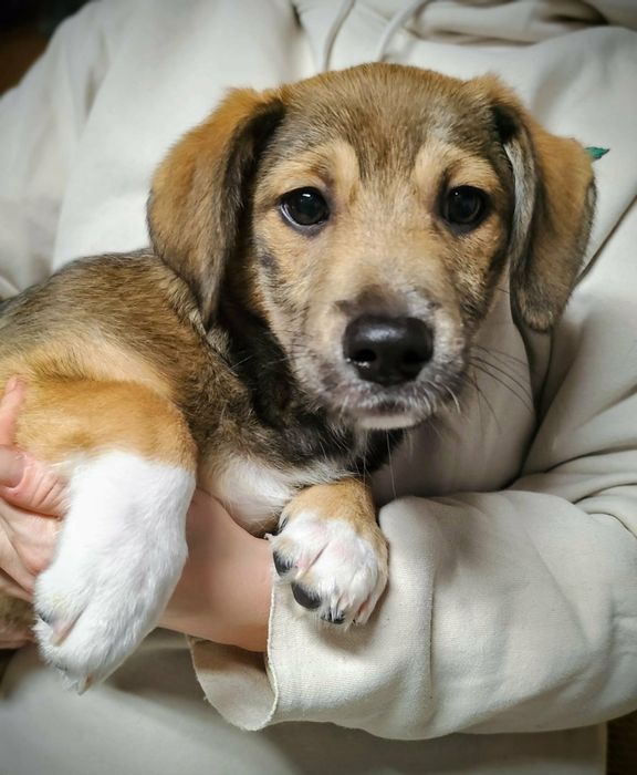 Mała Szuszka czeka na dom. Pies do adopcji