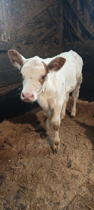 Продам молочную тёлочку
