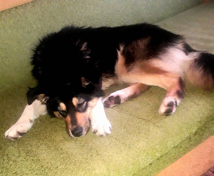 Собачка шукає дім