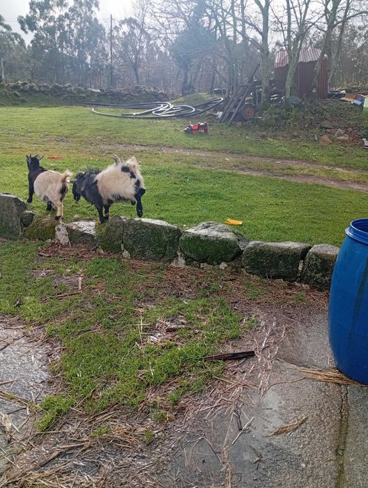Vendo casal de cabras anas