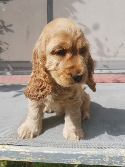 Suczka Cocker Spaniel Angielski