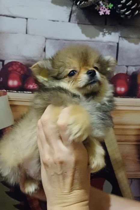 Руда дівчинка у продажу