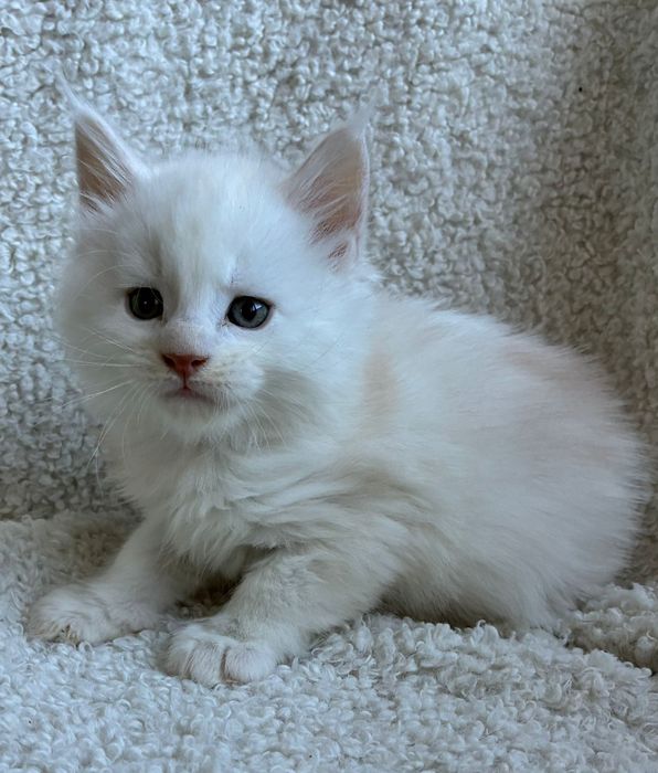 Kocur Maine Coon kocurek rudy ze srebrem