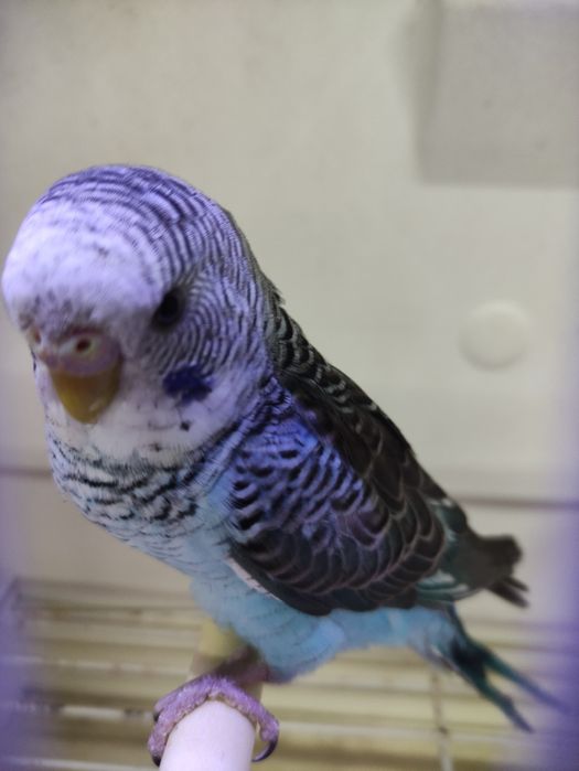 Piriquitos e Caturras pérola e silvestre