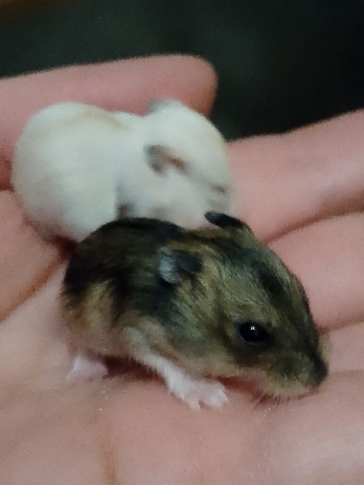 Хом'ячки порода Джунгарики 150 грн