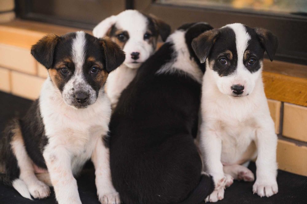 Супермужні цуценята німецької вівчарки та бордер колі 1.5 міс