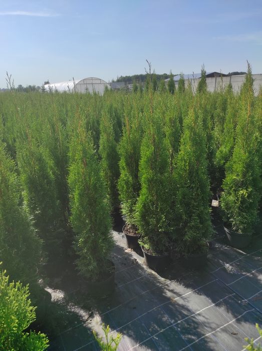 Tuja Thuja szmaragd  100cm Transport.
