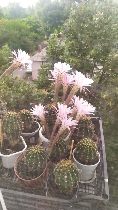 Кактусы взрослые