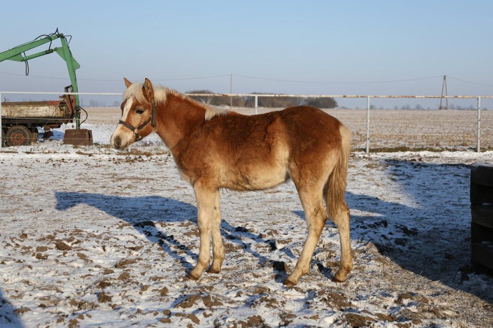 Klacz rasy haflinger