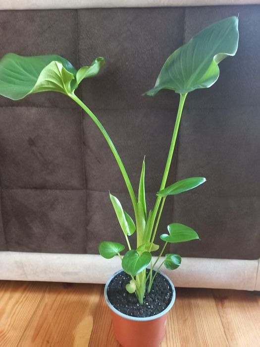 Кімнатні рослини калла,хавортія,сингоніум