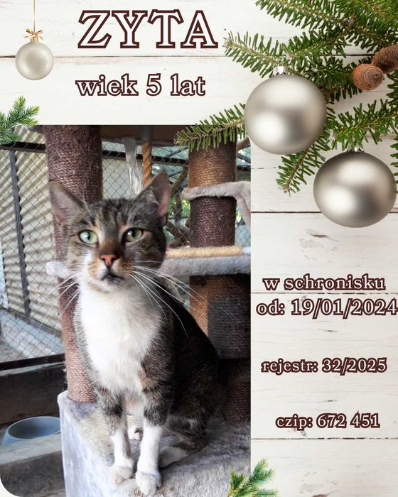 List do Św. Mikołaja – bezdomna kotka Zyta / Olsztyn