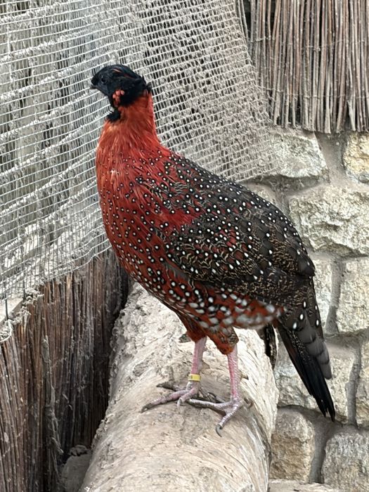 TRAGOPAN  czerwony