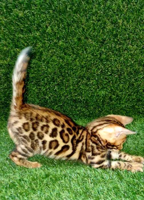 Бенгалята під бонь та готові переїздить. Є вибір! Розплідник WCF