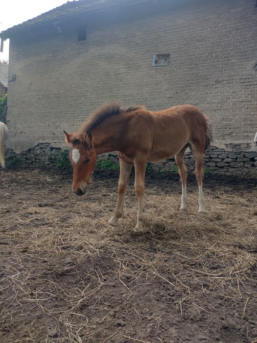 Klaczka Mix Gypsy cob (Tinker) z PRE Andaluzem.