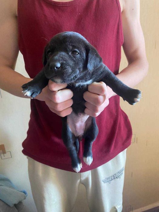 Цуценятко 1,5 місяців. Дівчинка. Буча.