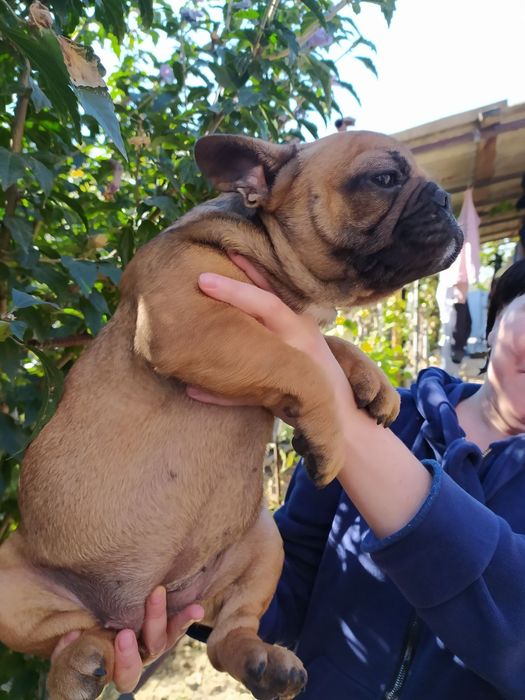 Продажа Французов