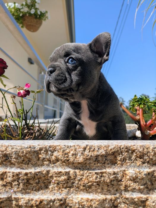 Bulldog francês  fêmea exelente exemplar