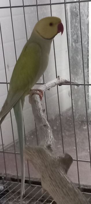 Ring necks prontos a criar