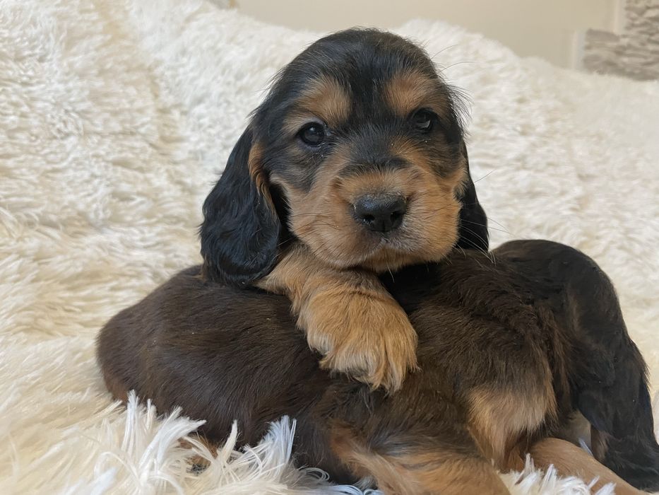 Cocker spaniel piesek