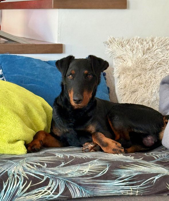 Młody terier Gamoń